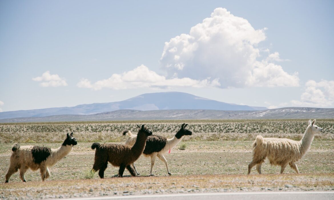 Alpakas in Peru