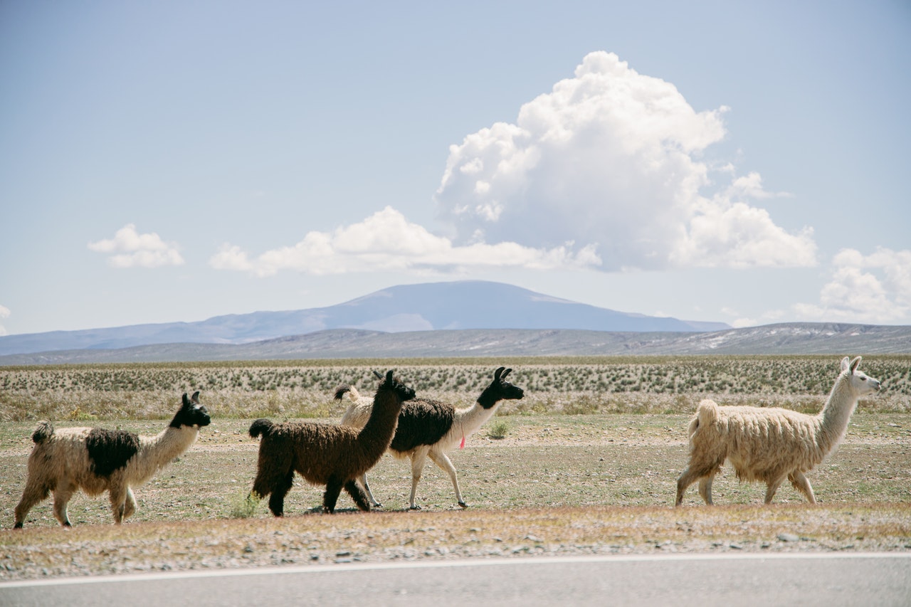 Alpakas in Peru